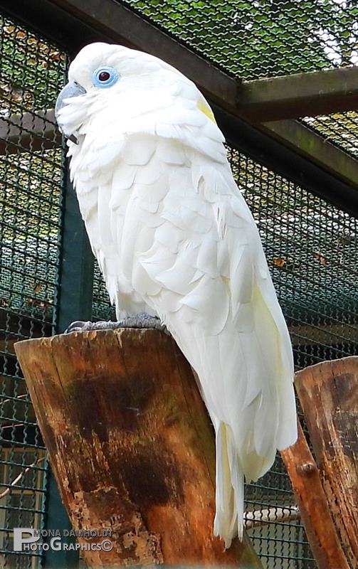 Hvid Kakadue