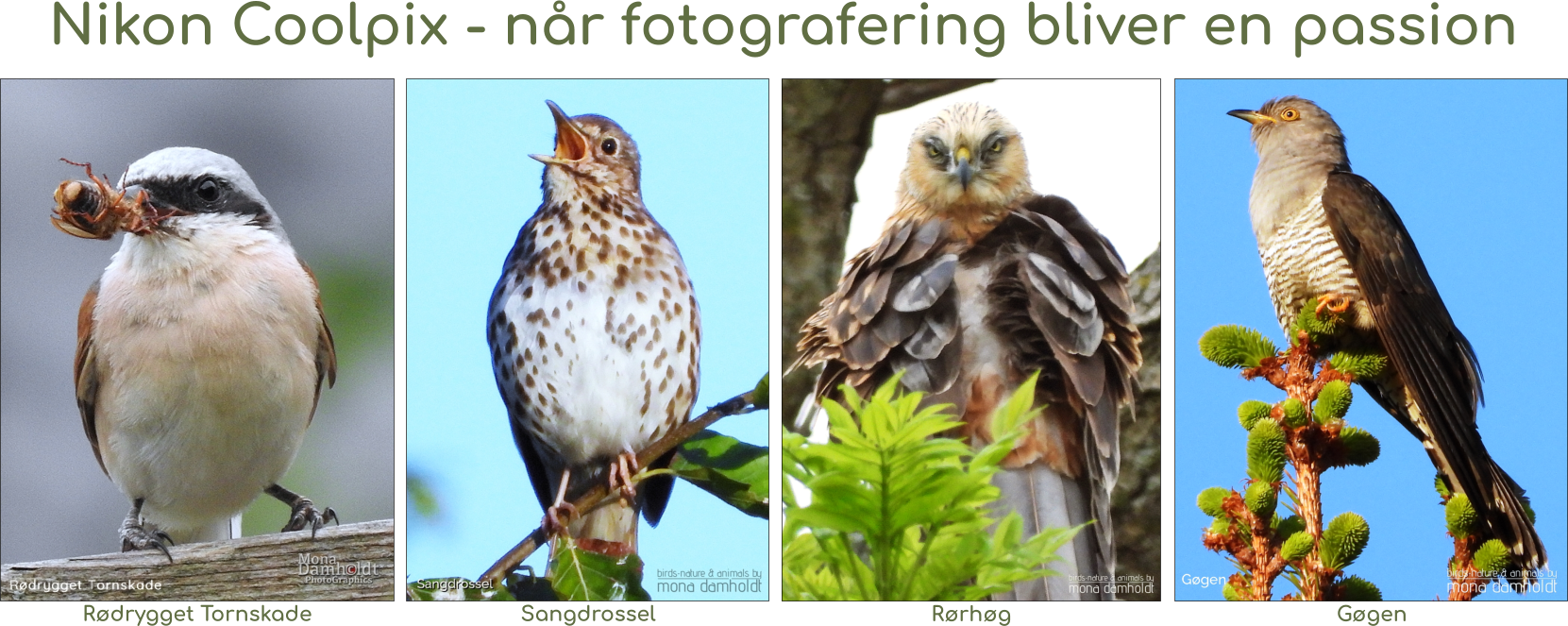 MRD-Photos